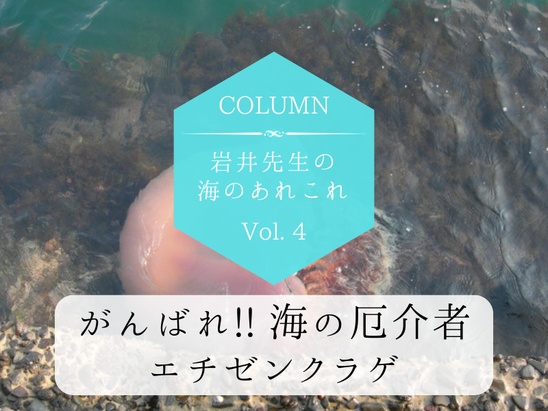 岩井先生の海のあれこれ Vol.4